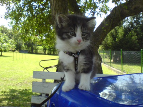 00 kamarád Chárlí