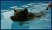 04 21.6.08 Credik v bazénu poprvé plaval.